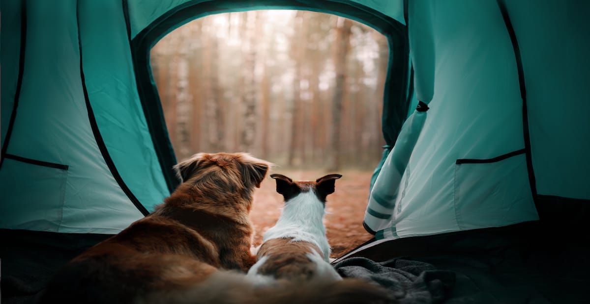 camping with dogs - tips and tricks